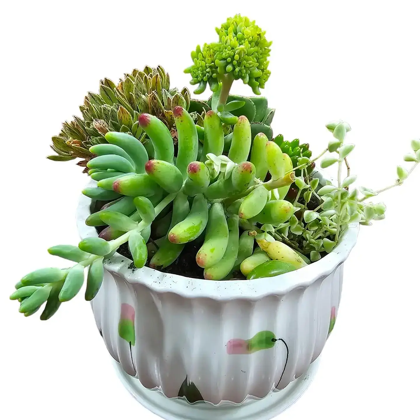 Plantas RV - Arreglo Suculenta tamaño G  1