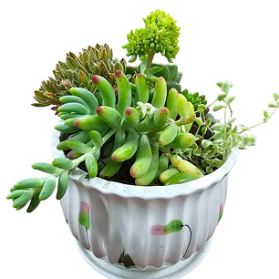 Plantas RV - Arreglo Suculenta tamaño G 