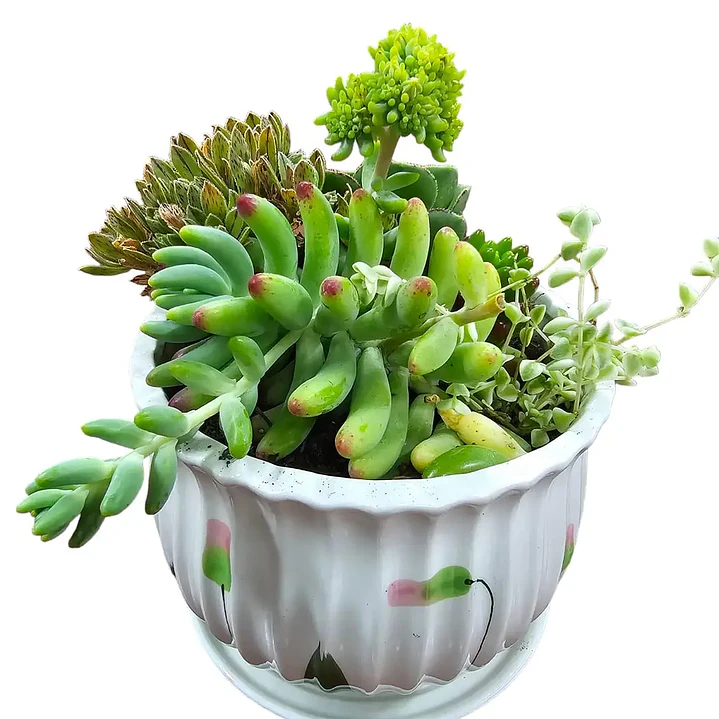 Plantas RV - Arreglo Suculenta tamaño G  1