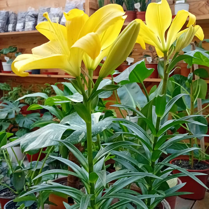 Plantas RV - Tulipan  1