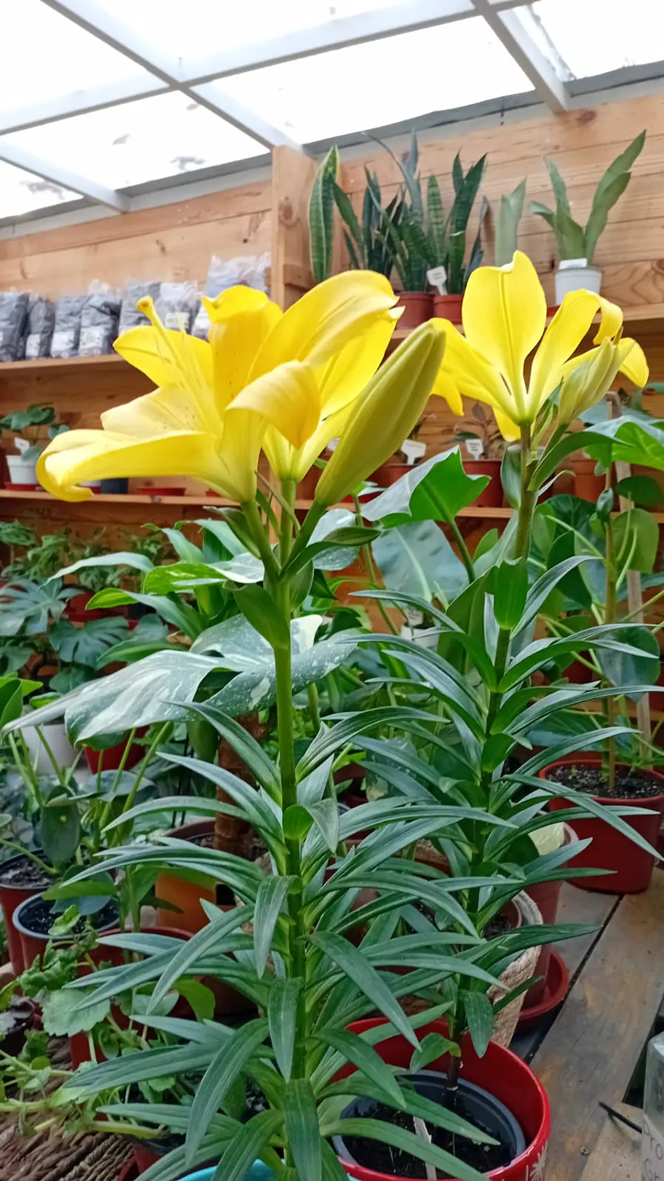 Plantas RV - Tulipan  1