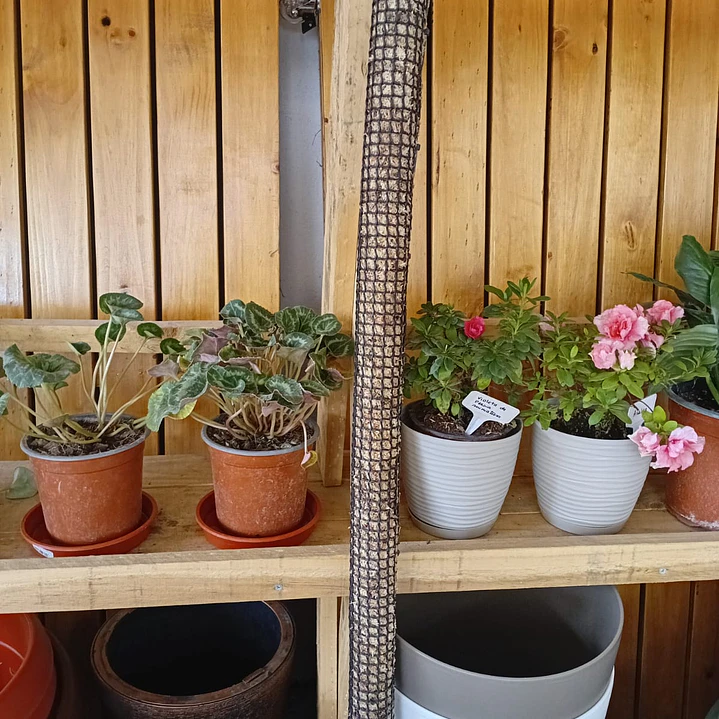 Plantas RV - Tutor de Musgo 1 mt  1