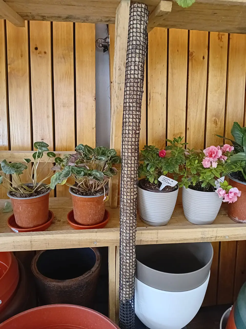 Plantas RV - Tutor de Musgo 1 mt  1