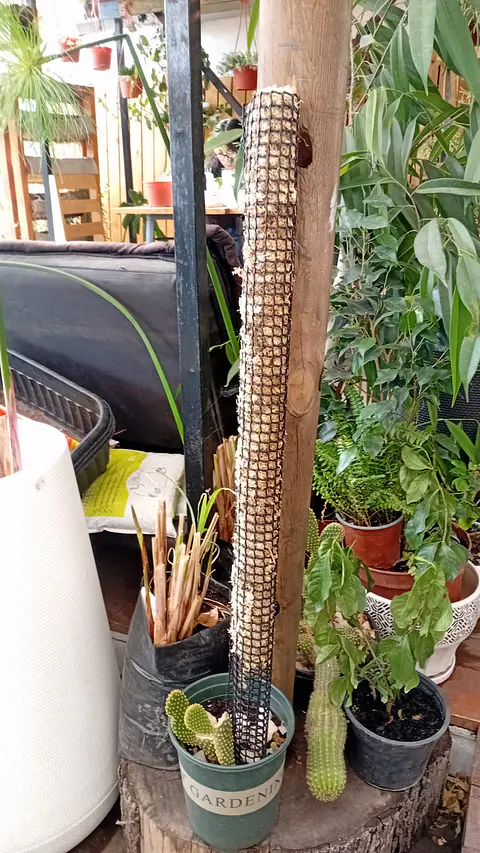 Plantas RV - Tutor de Musgo 75 cm 