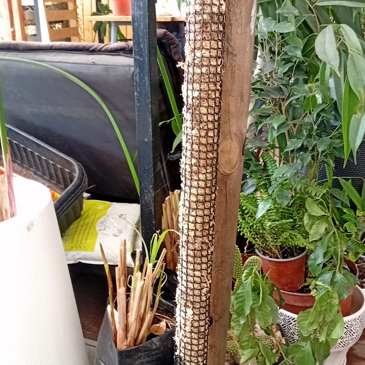 Plantas RV - Tutor de Musgo 75 cm  1