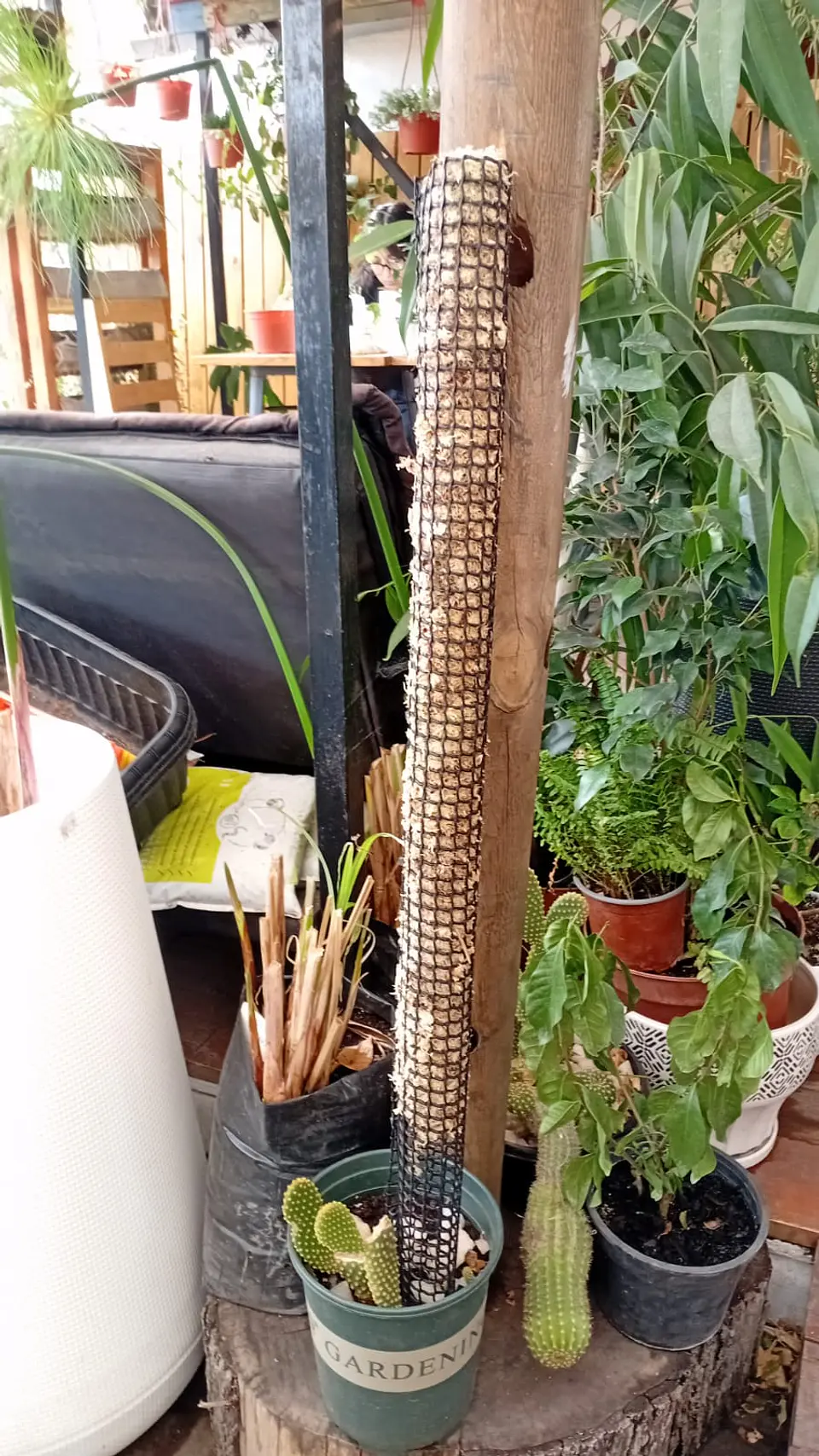 Plantas RV - Tutor de Musgo 75 cm  1
