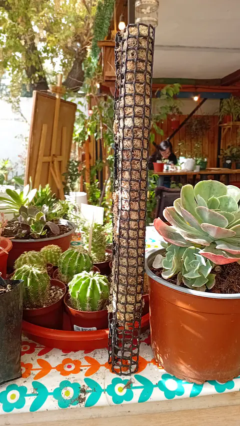 Plantas RV - Tutor de Musgo 35 cm 