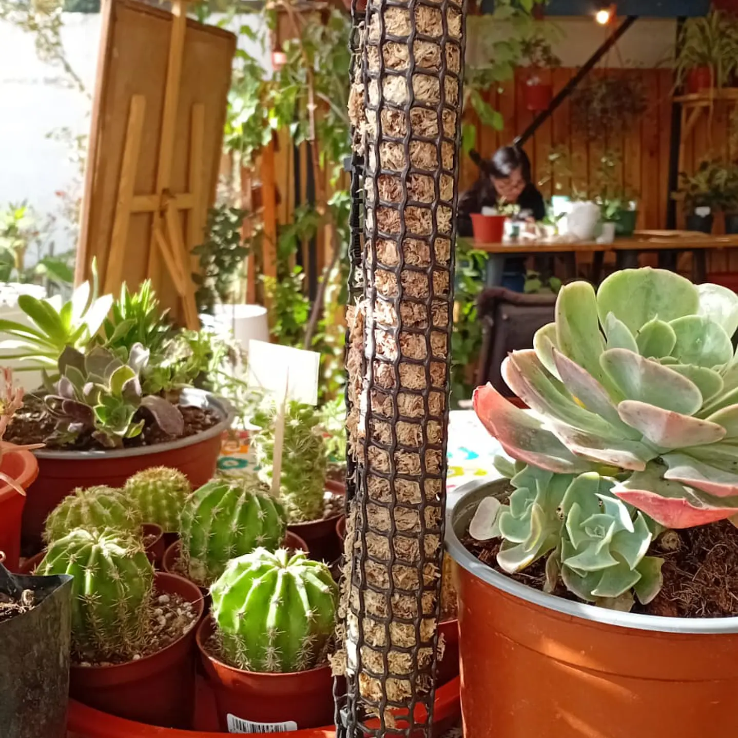 Plantas RV - Tutor de Musgo 35 cm  1