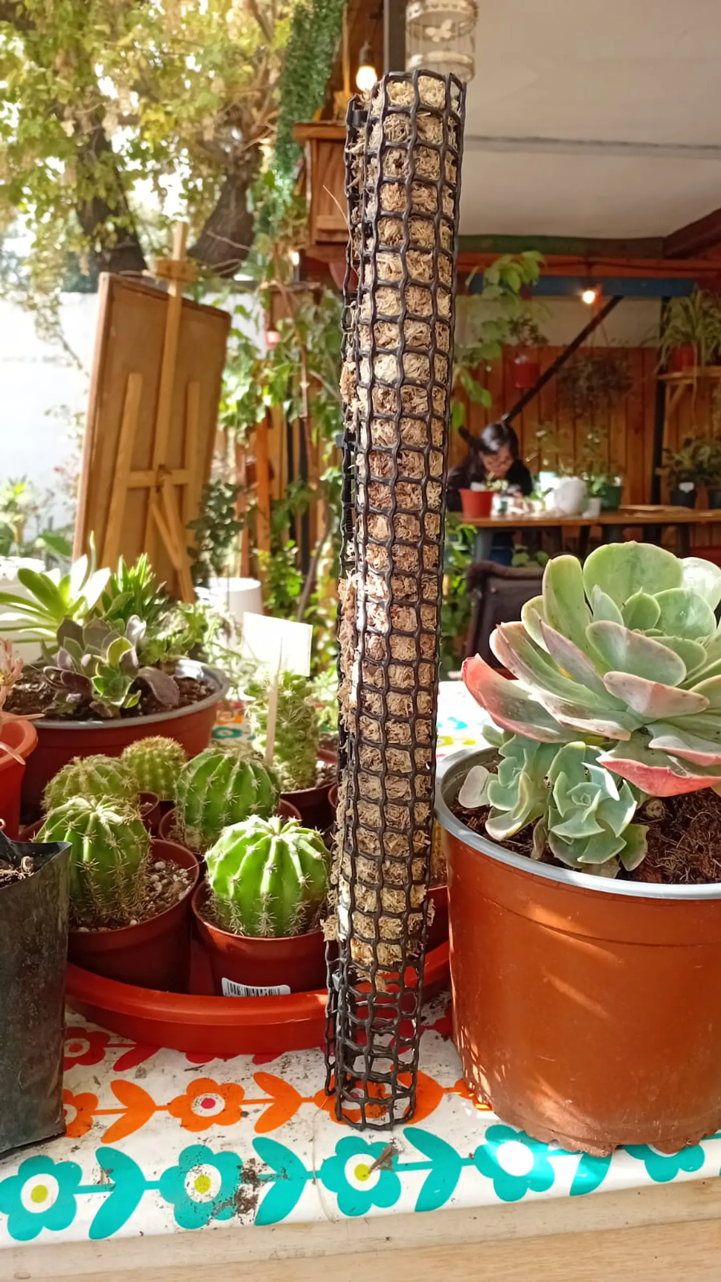 Plantas RV - Tutor de Musgo 35 cm  1