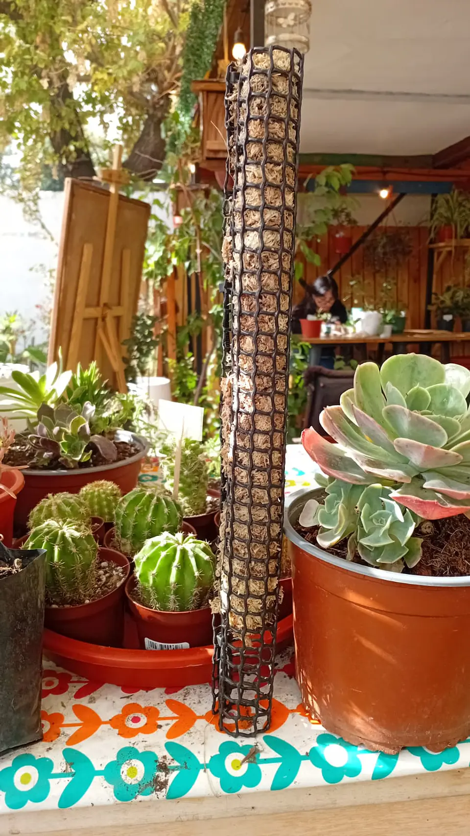 Plantas RV - Tutor de Musgo 35 cm  1