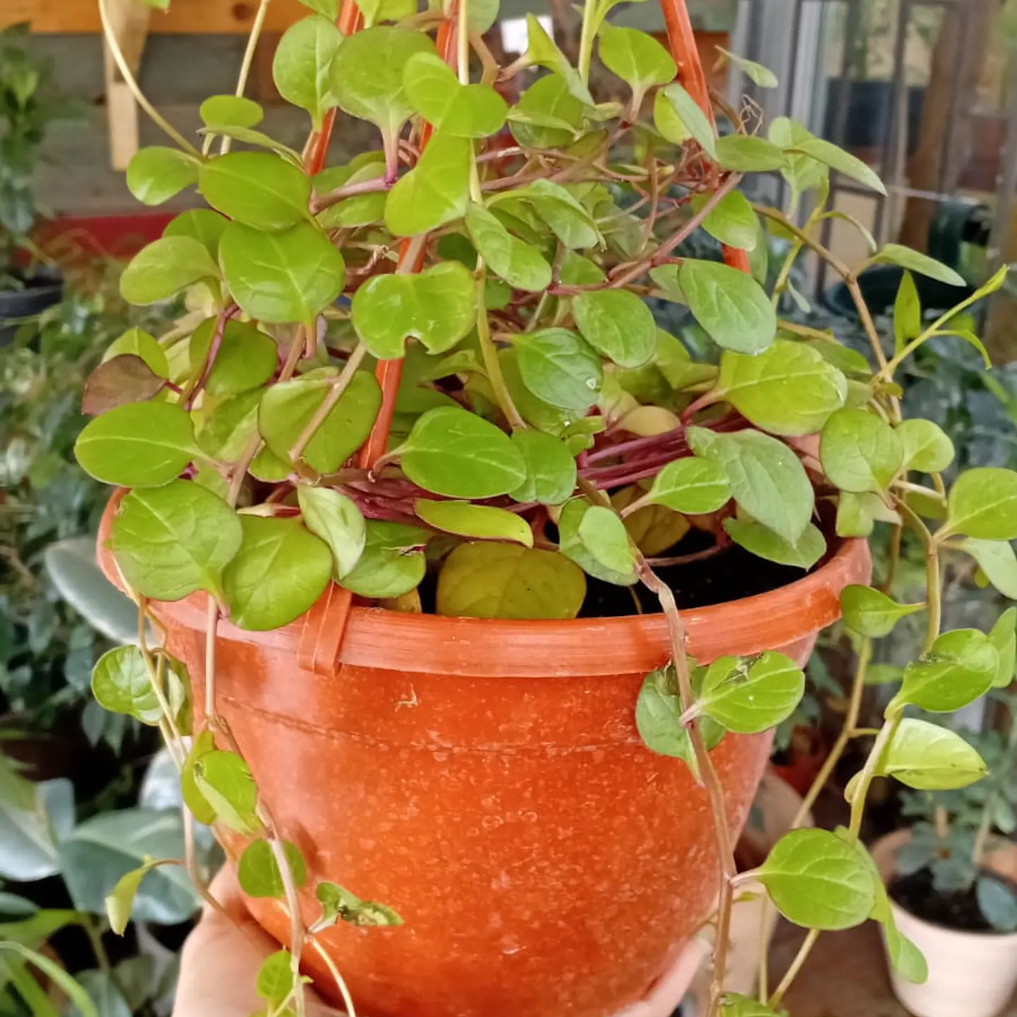 Plantas RV - Dolar chaucha tamaño M  1