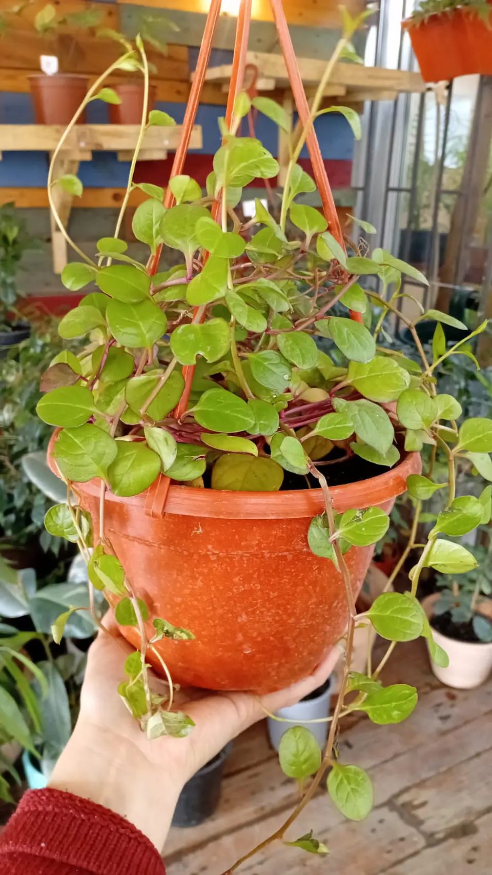 Plantas RV - Dolar chaucha tamaño M  1