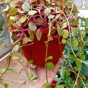 Plantas RV - Dolar Chaucha Tamaño L 