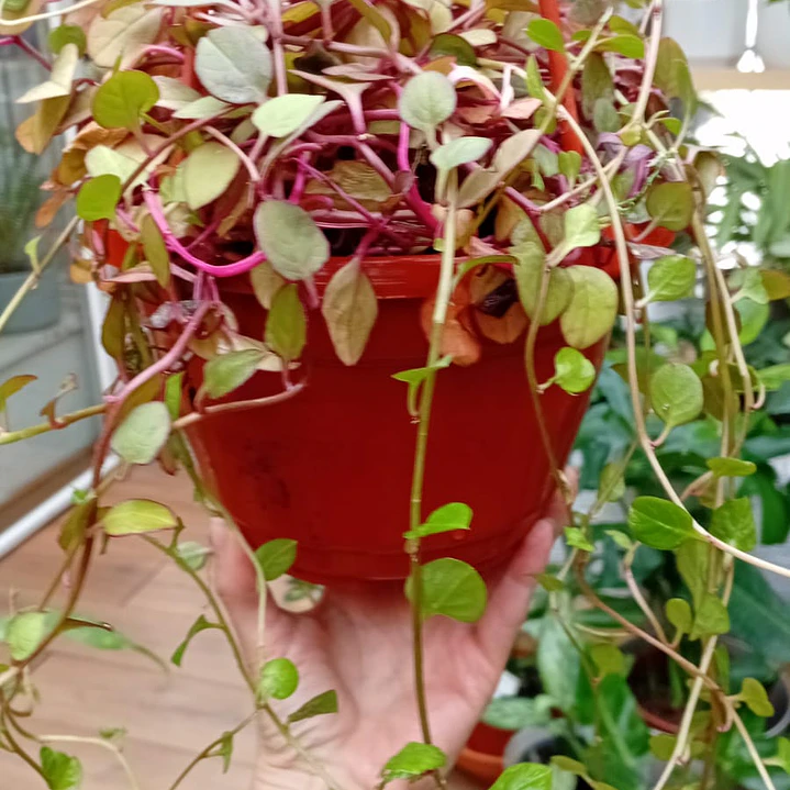 Plantas RV - Dolar Chaucha Tamaño L  1