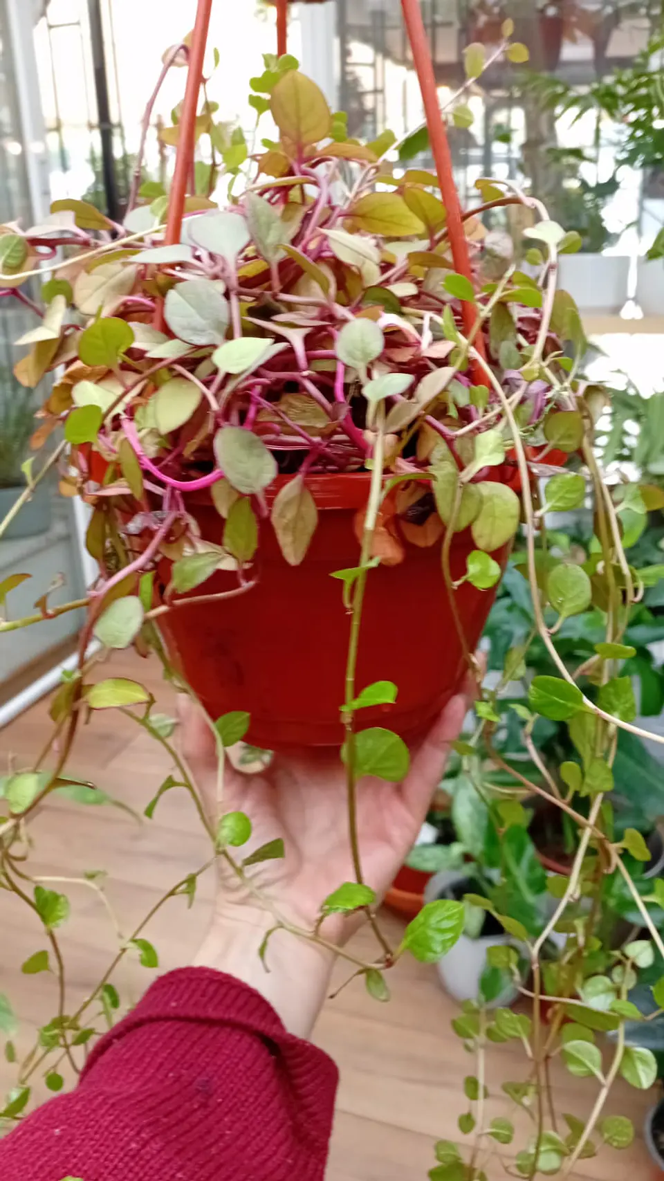 Plantas RV - Dolar Chaucha Tamaño L  1