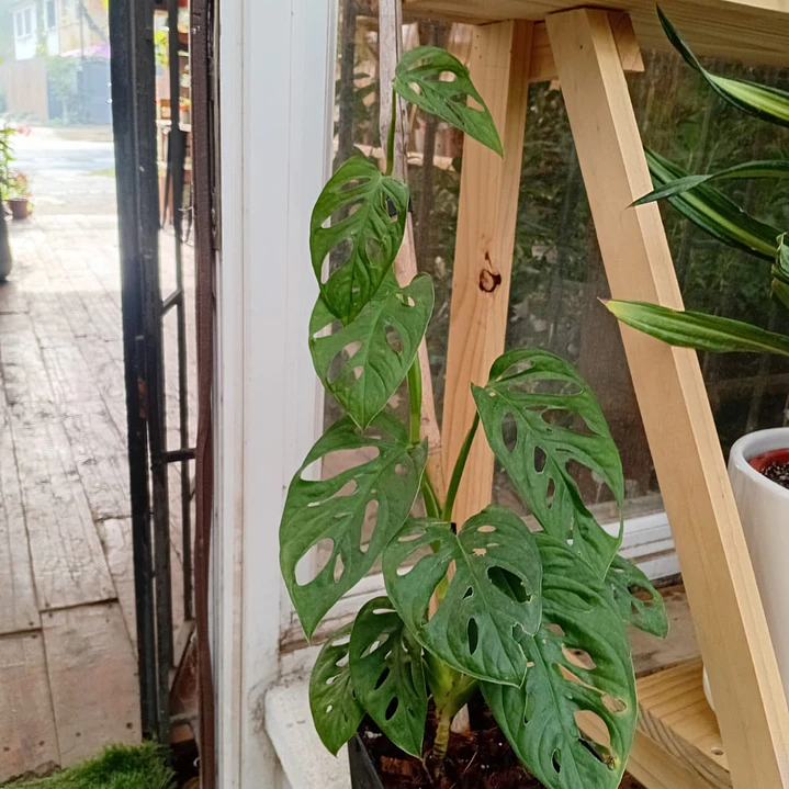 Plantas RV - Monstera Adansoni Tamaño L  1
