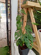 Plantas RV - Monstera Adansoni Tamaño L  - thumbnail 1