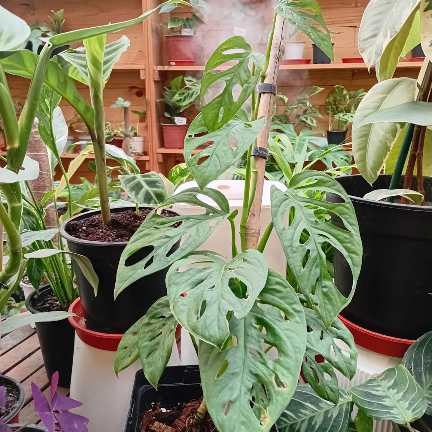 Plantas RV - Monstera Adansoni Tamaño L  2