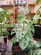 Plantas RV - Monstera Adansoni Tamaño L  - thumbnail 2