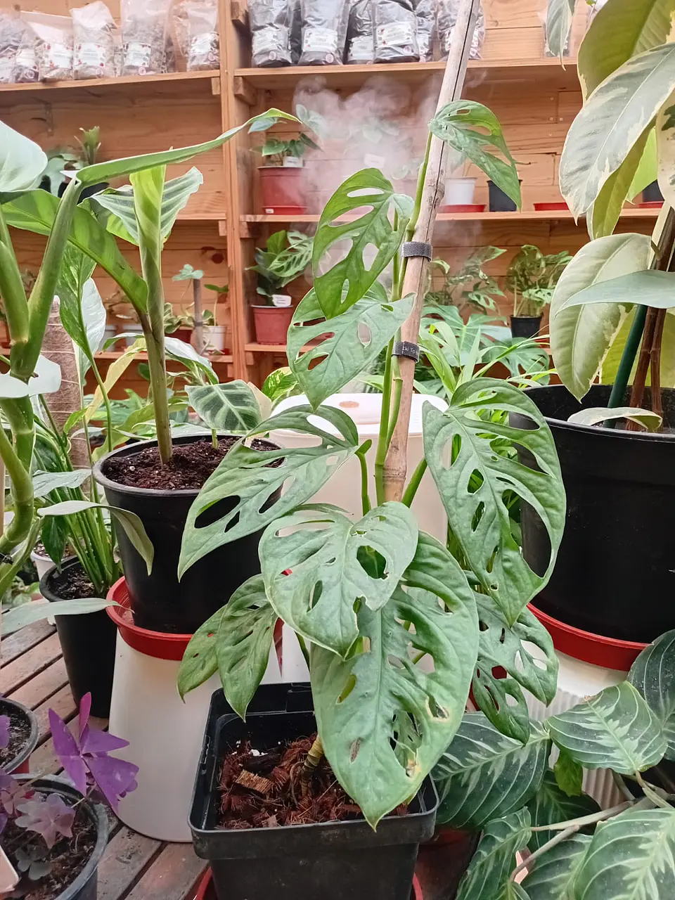 Plantas RV - Monstera Adansoni Tamaño L  2