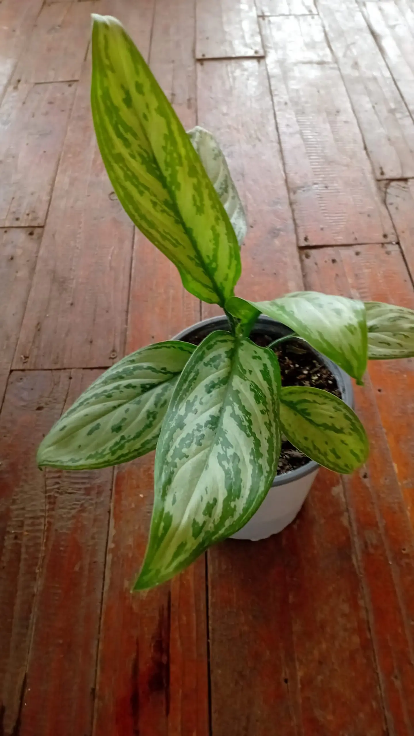 Plantas RV - Aglaonema Silver Queen tamaño  1