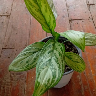 Plantas RV - Aglaonema Silver Queen tamaño M 