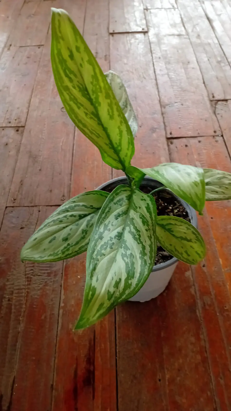 Plantas RV - Aglaonema Silver Queen tamaño  1