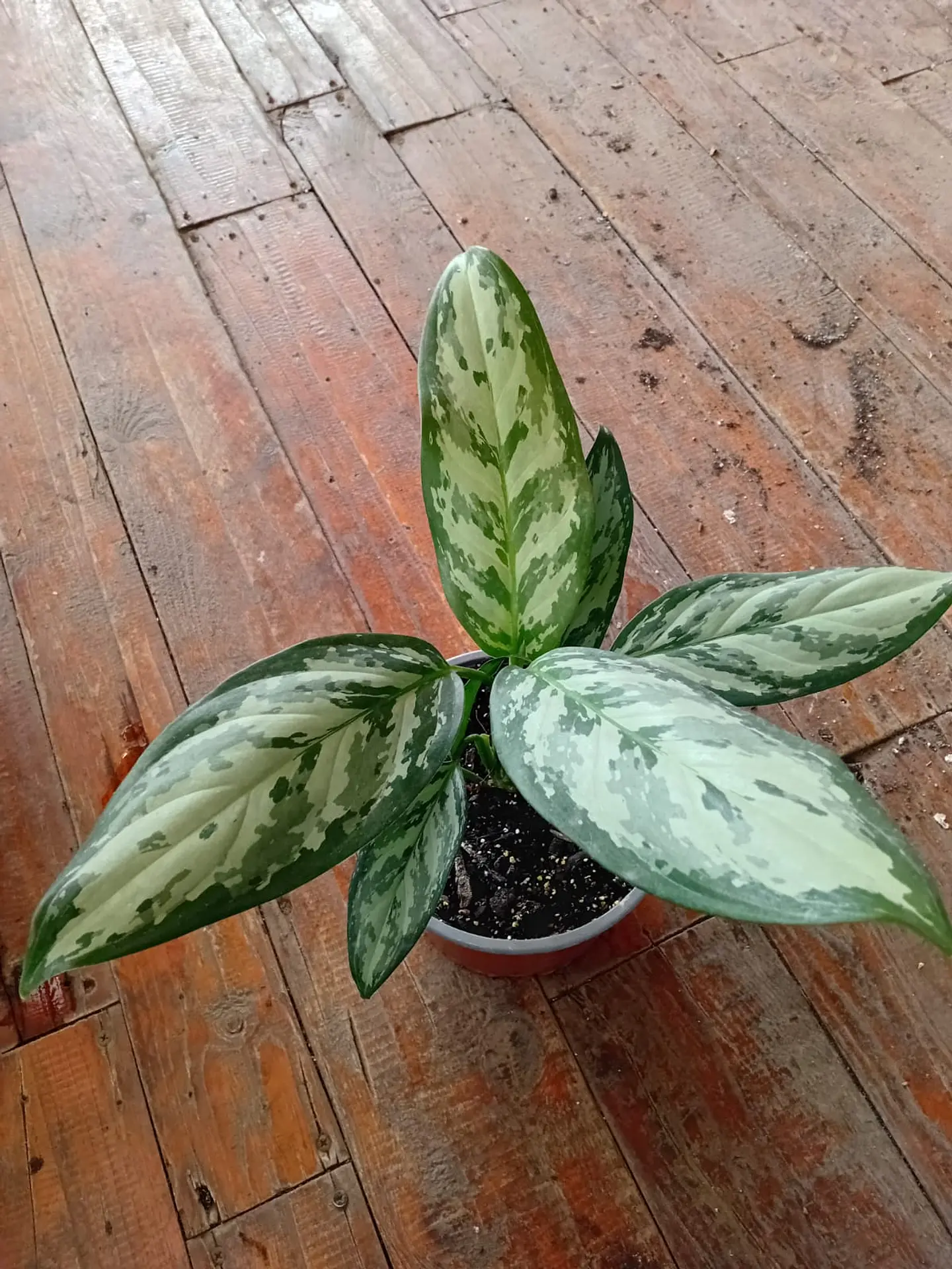 Plantas RV - Aglaonema Silver Bay 1