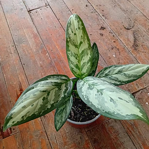 Plantas RV - Aglaonema Silver Bay