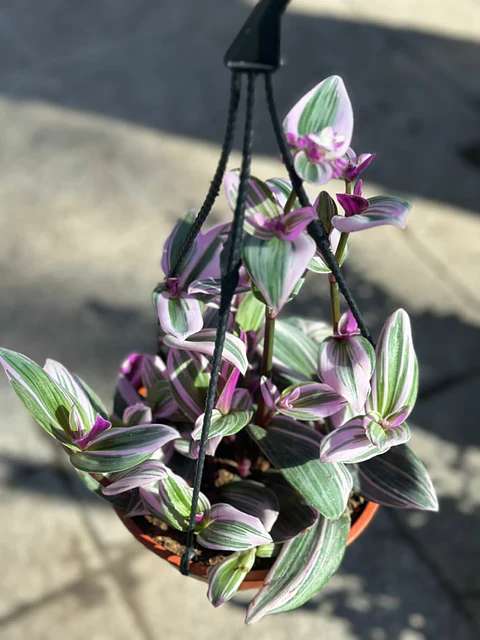 Plantas RV - Tradescantia Nanouk tamaño L