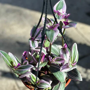 Plantas RV - Tradescantia Nanouk tamaño L