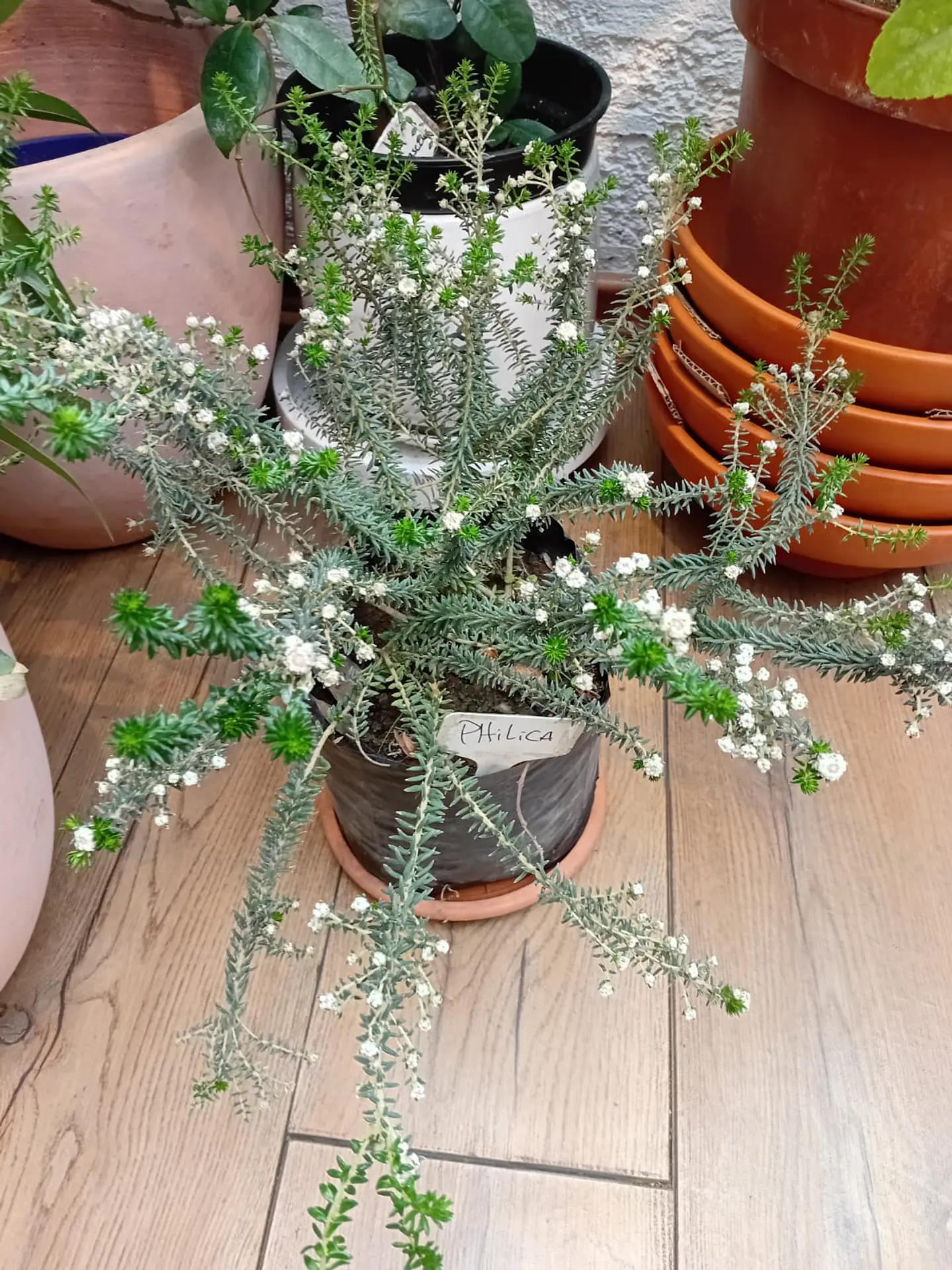 Plantas RV - Philica 1