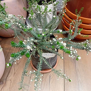Plantas RV - Philica