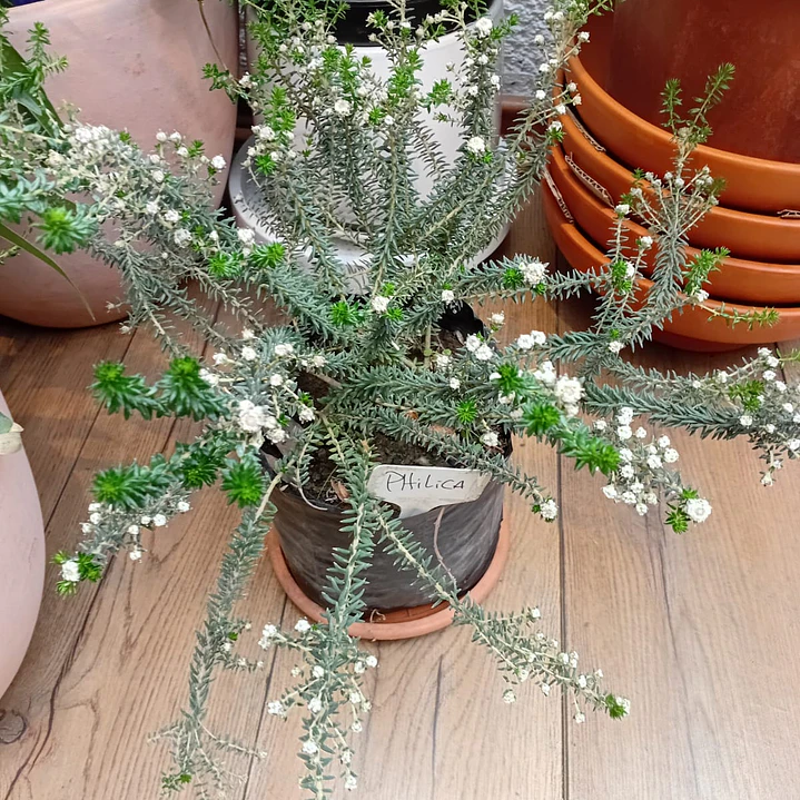 Plantas RV - Philica 1