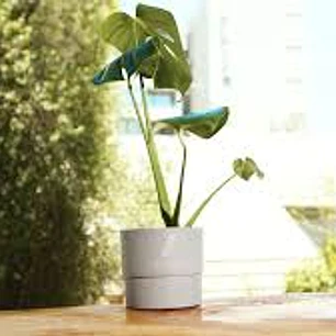 Plantas RV - Monstera Deliciosa tamaño S 