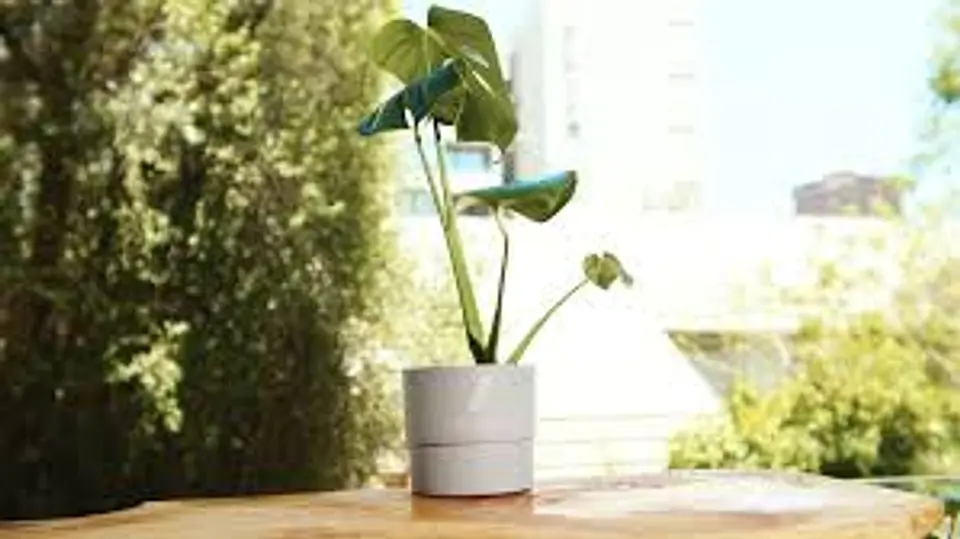 Plantas RV - Monstera Deliciosa tamaño S  1