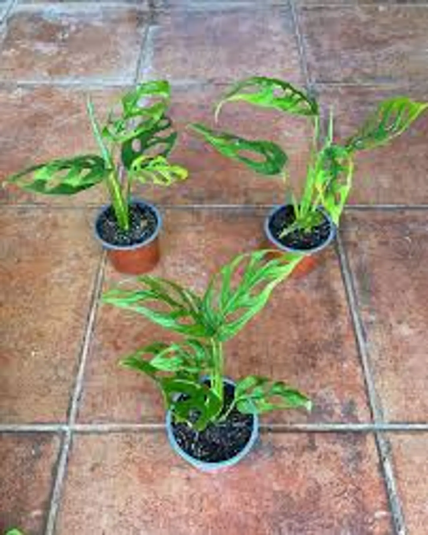 Plantas RV - Monstera Adansoni Tamaño M  1