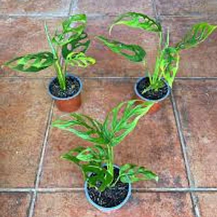 Plantas RV - Monstera Adansoni Tamaño M 