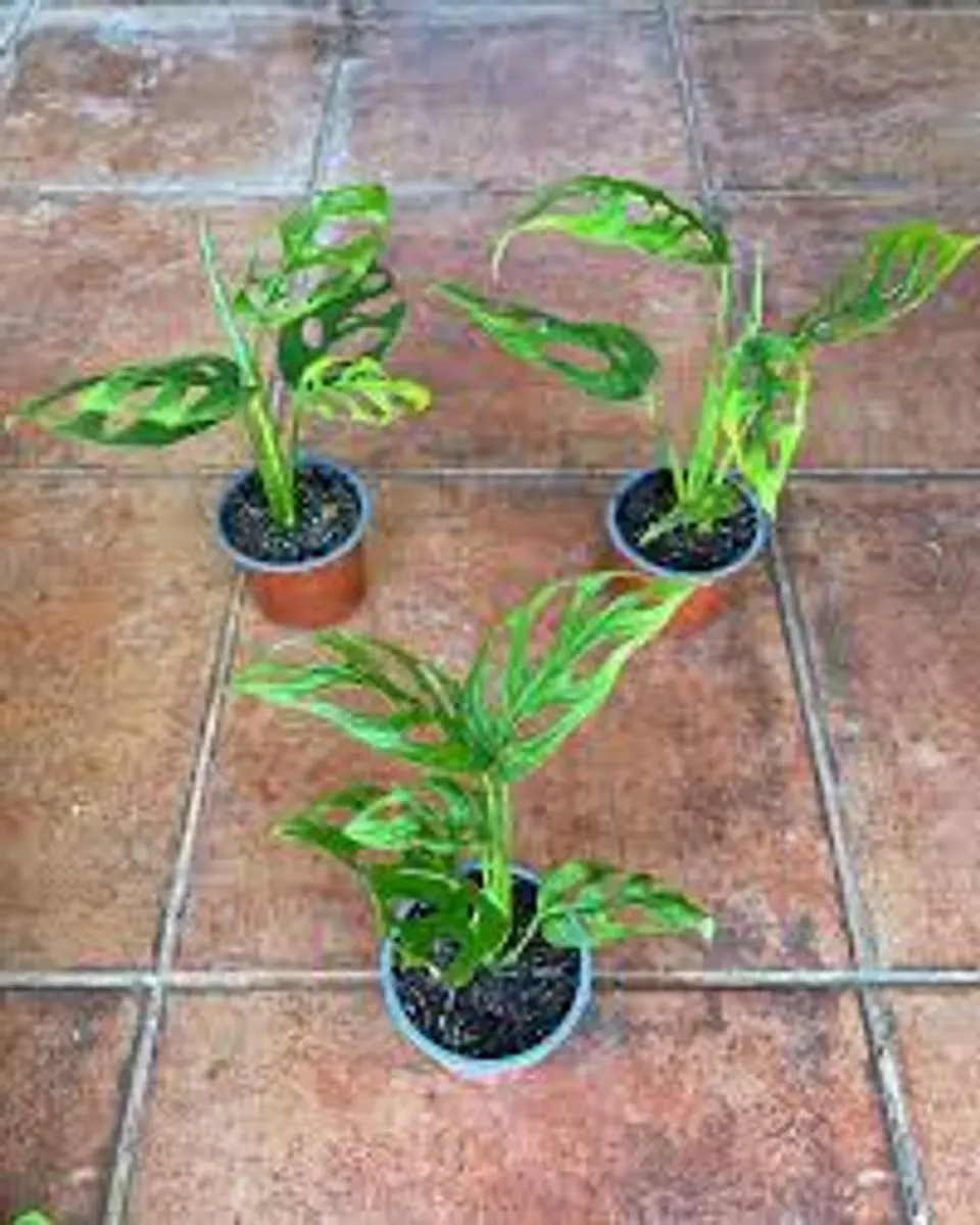 Plantas RV - Monstera Adansoni Tamaño M  1