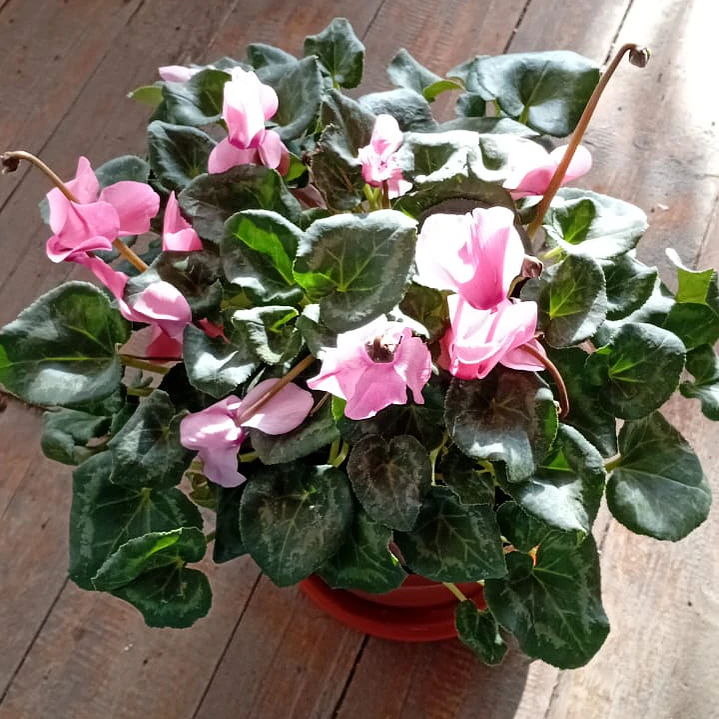 Plantas RV - Violeta de persia G  1