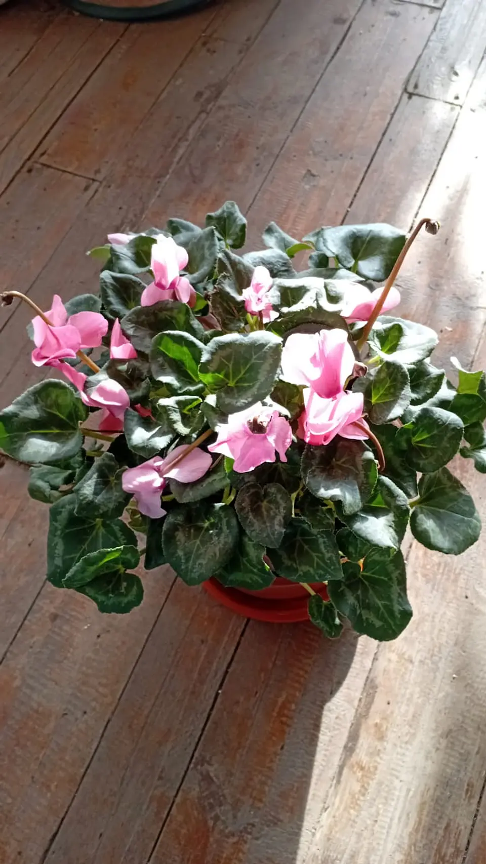 Plantas RV - Violeta de persia G  1
