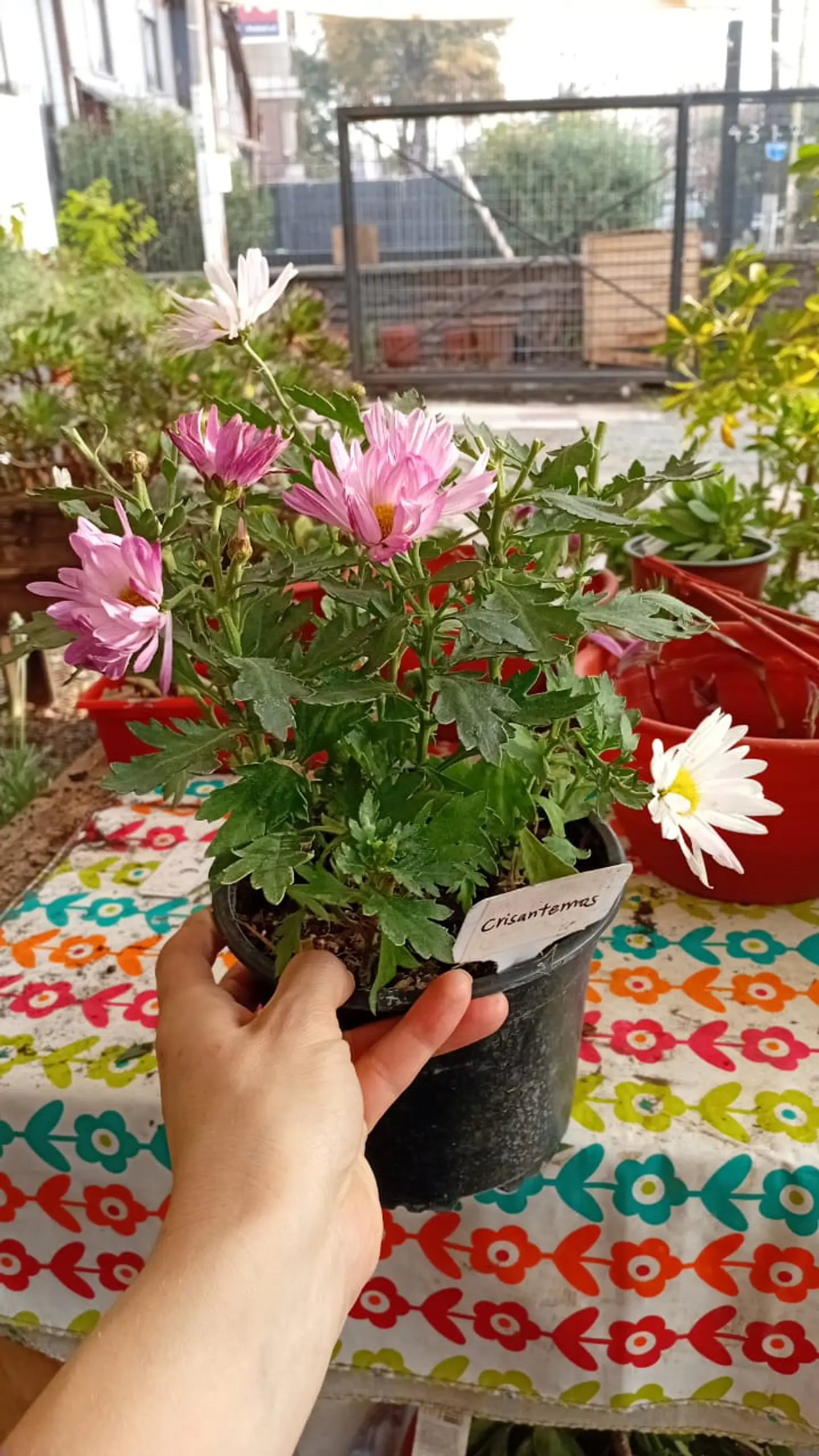 Plantas RV - Crisantemo  1