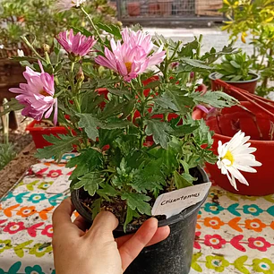 Plantas RV - Crisantemo 