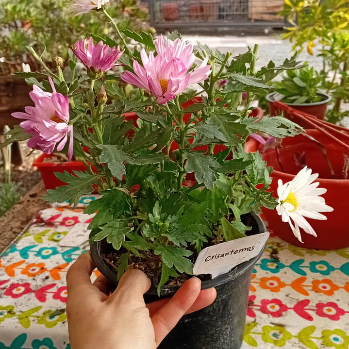 Plantas RV - Crisantemo  1