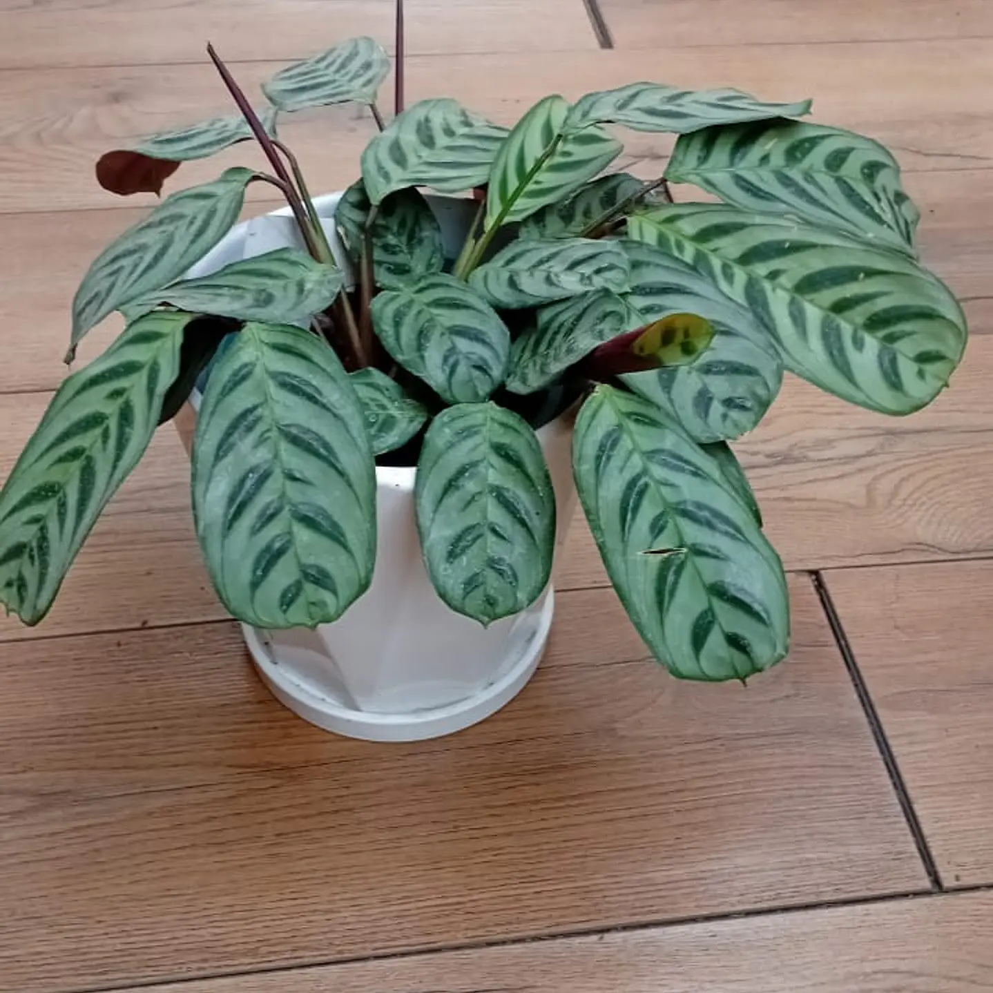 Plantas RV - Calathea Burle Marxi tamaño L  1