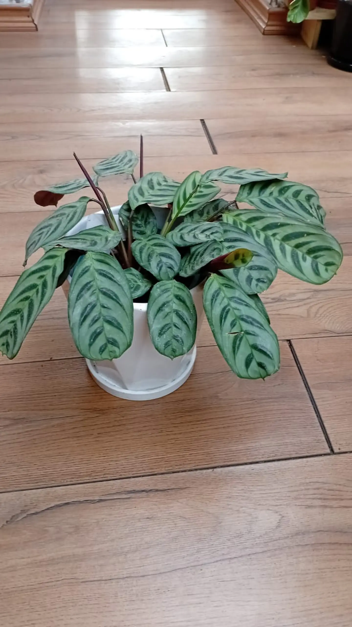 Plantas RV - Calathea Burle Marxi tamaño L  1