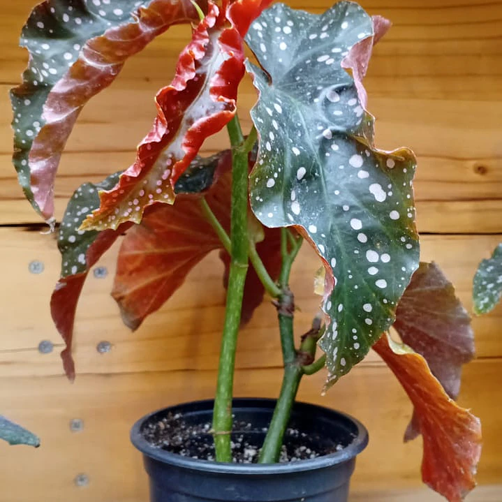 Plantas RV - Begonia Cracklin Rosie  1