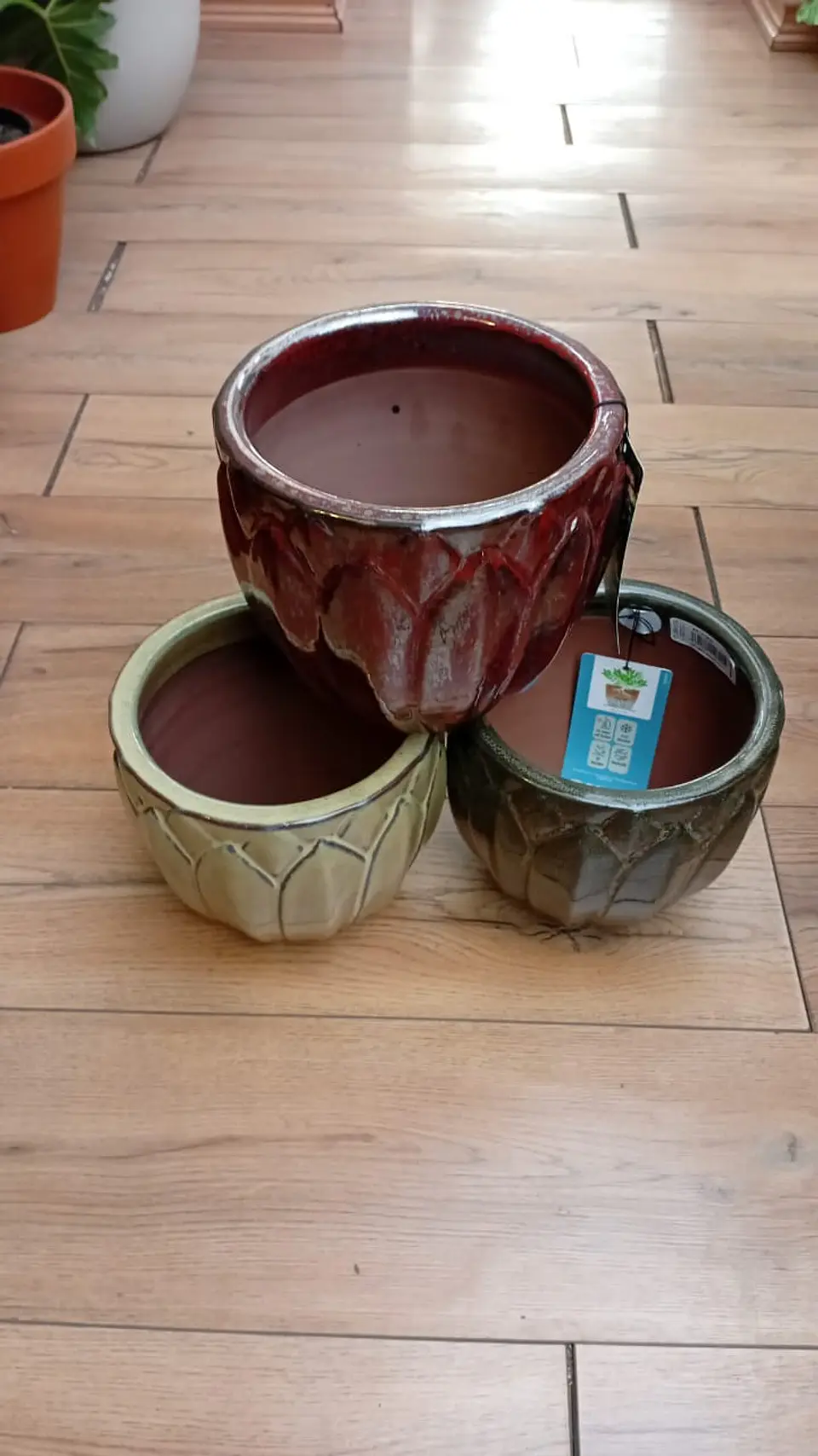 Plantas RV -  Maceta forest 20 cm  1