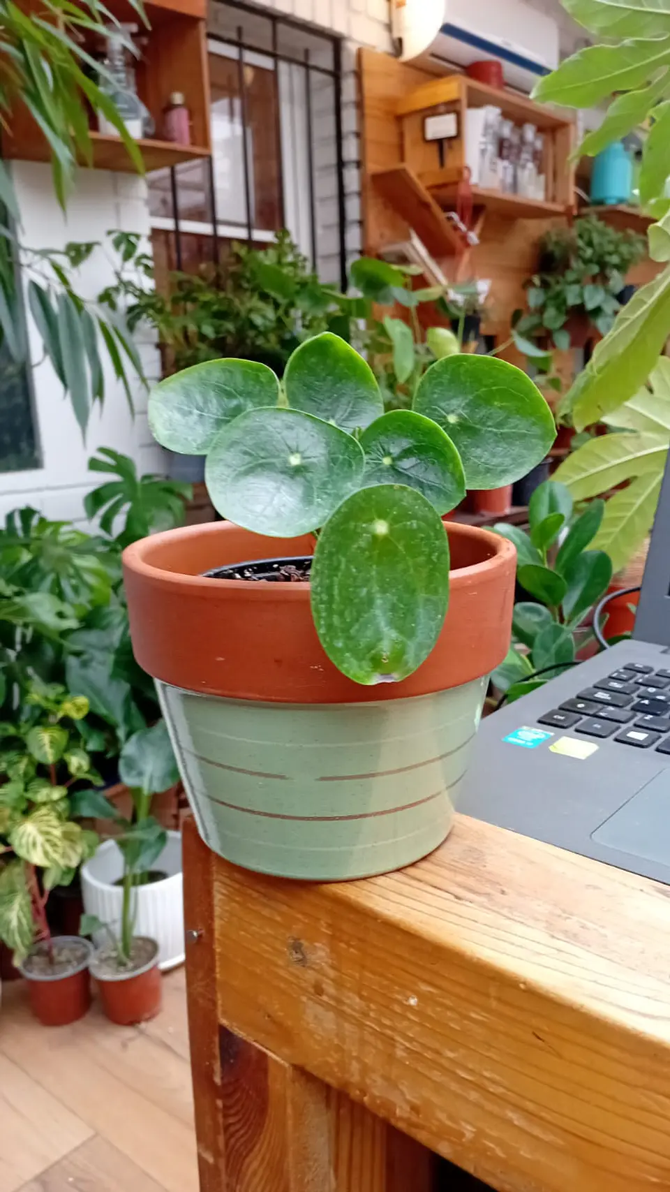 Plantas RV - Maceta Greta morena menta 13 cm  1
