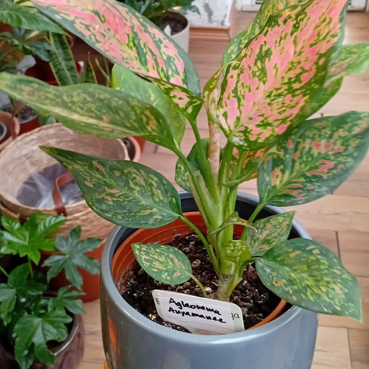 Plantas RV - Aglaonema Anyamane tamaño L  1